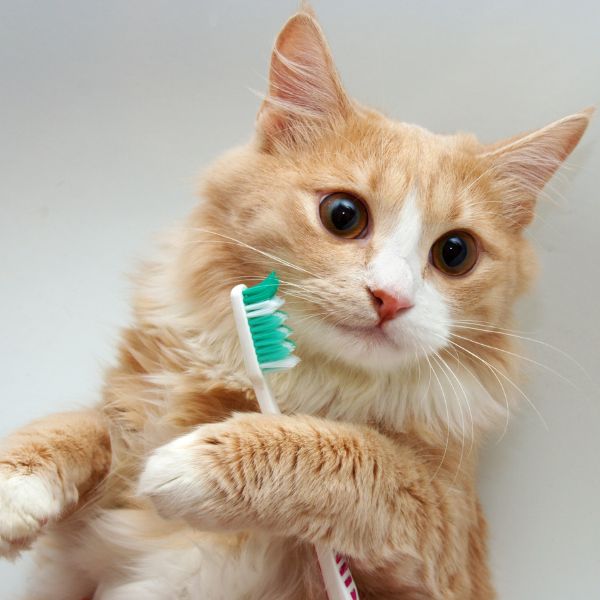 A cat holding a tooth brush A cat holding a tooth brush