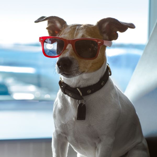 A dog at the airport terminal