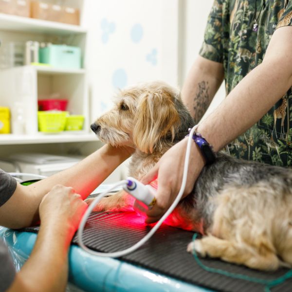 A dog having laser therapy A dog having laser therapy