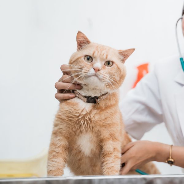 A vet examining a cat A vet examining a cat