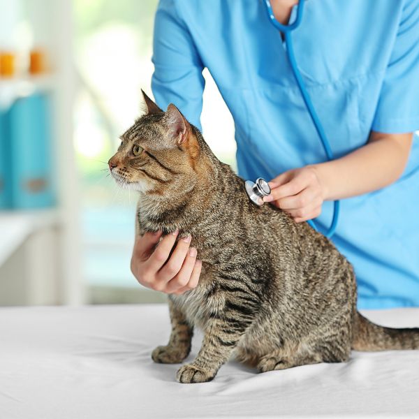 A veterinarian examining a cat A veterinarian examining a cat