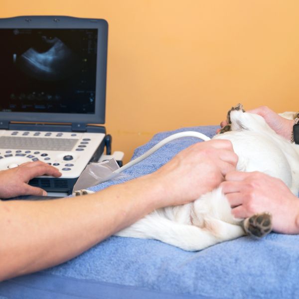Vet doing ultrasound examination of a cat Vet doing ultrasound examination of a cat