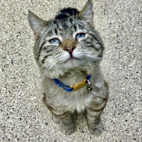 Clawde Monet Clawde Monet